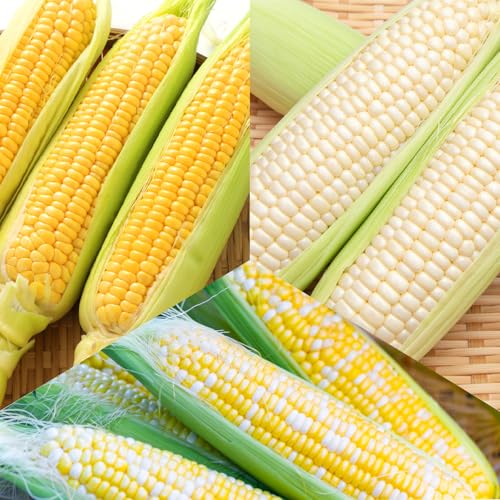 ＼＼★セレクト定期便(月3回お届け)★ 2026年先行予約// 富士北麓忍野村の気候、水、自然で作られた朝採りトウモロコシ(セレクト便)[約2.5kg 4〜6本]