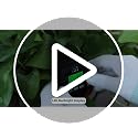 Image of 6-in-1 Soil Tester Meter with Dual 180mm Probes | pH Moisture Fertility Temperature Sunlight Analyzer for Garden & Indoor Plants