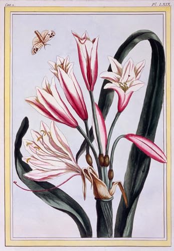 Tableau Amaryllis Pierre Buchoz pour habiller un grand mur vide avec élégance vintage