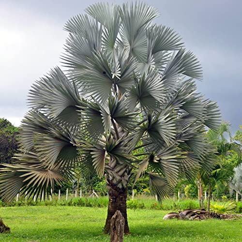 Bismarck Palm Seeds Bismarckia Nobilis Low Maintenance Showy Evergreen Drought Tolerant Bed Border Outdoor 20Pcs Tree Seeds By Yegaol Garden #TOP2