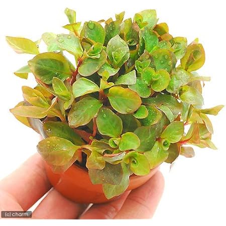 Amazon 水草 素焼き鉢 ルドウィジア オバリス ミズユキノシタ 水上葉 無農薬 １鉢 北海道航空便要保温 Charm チャーム 生体水草 通販