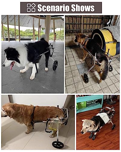 Fauteuil roulant pour chiens paralysés solution handicap pattes arrières