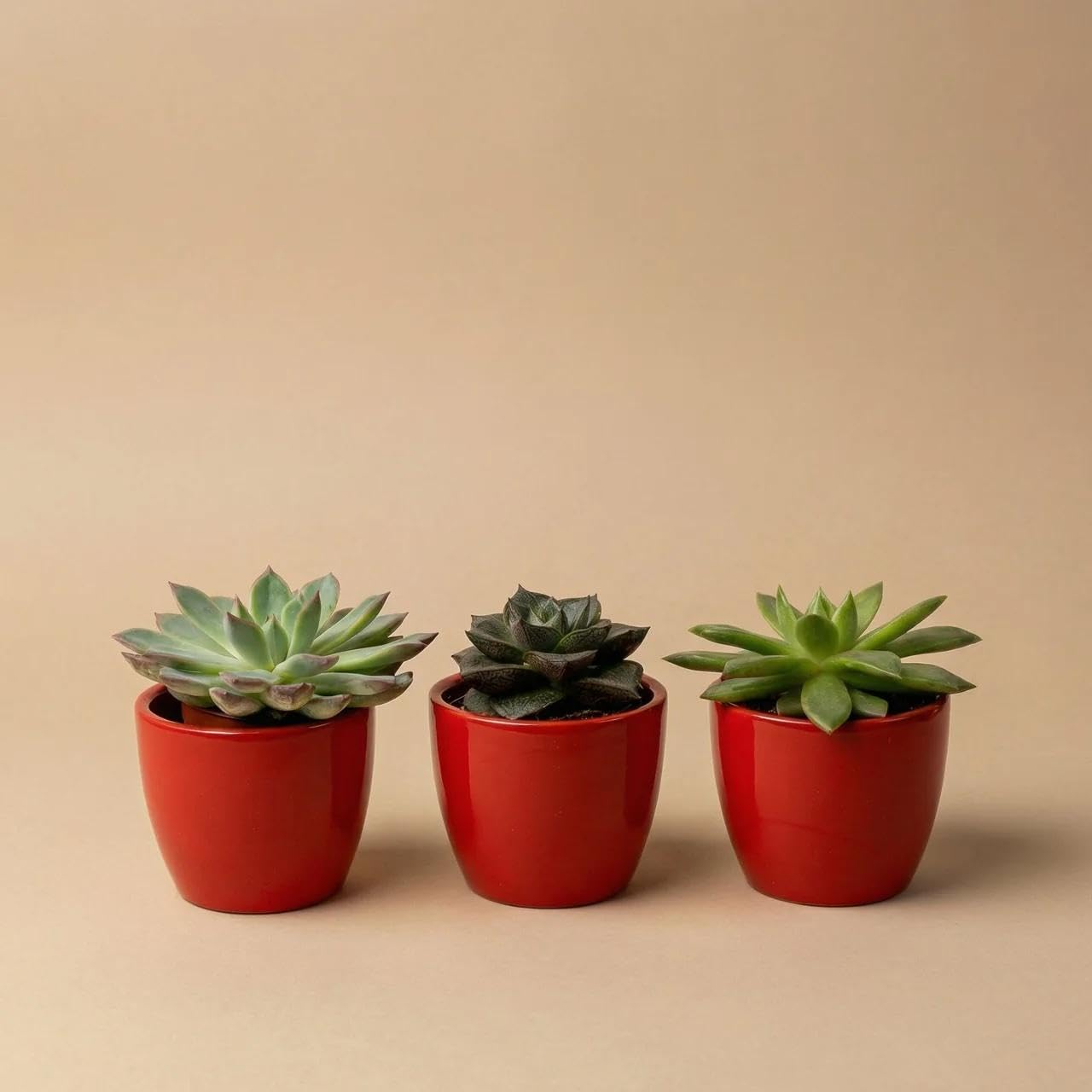 Set di 3 mini vasi in ceramica rossa, 3 piante grasse vive, 8-12 cm, facile da pulire, per tavolo, scaffale, ufficio e decorazione moderna per interni