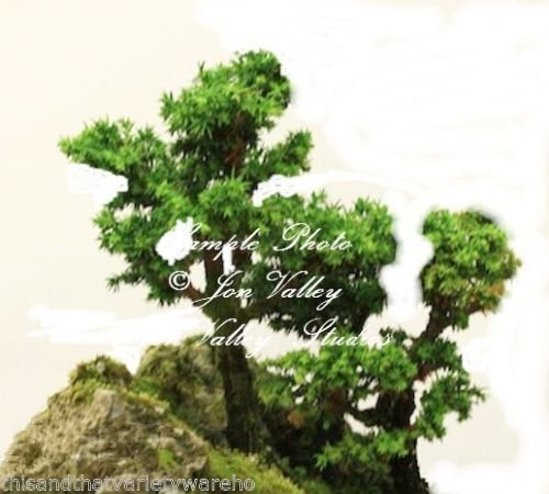 Cedro Rojo Cryptomeria japonica japonesa árbol Bonsai Las semillas de coníferas raras aspecto envejecido