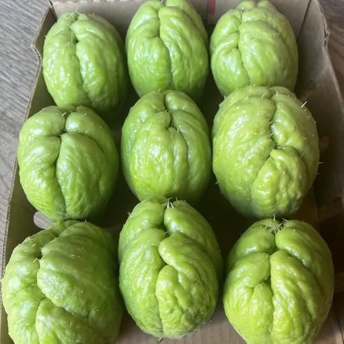 semillas de chayote, semillas de frutos de chayote Plantas de hortalizas, semillas para cultivo en bancales elevados semillas de chayote Semillas de bonsái, plantas exóticas 125pcs