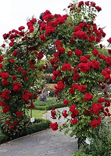 BLUE UNIVERSE Dark Cherry Red Rose Flower Plant Home Garden Plant 1 Grafted Rose Live Plant (B092VF4GDJ) Amazon Price History, Amazon Price Tracker