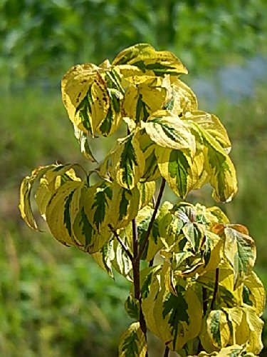 Amazon | 花水木 ハナミズキ苗 白花 斑入りの葉 レインボー | 植木