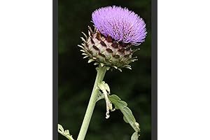 Cardoon 15 Seeds - Edible-Cynara cardunculus - Veggie