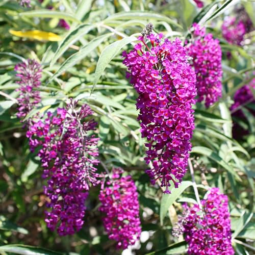 Semi di arbusto farfalle, Buddleja davidii, da balcone vecchie varietà serre da balcone semi esotiche decorazione floreale rare regali per gli amanti del 100pcs