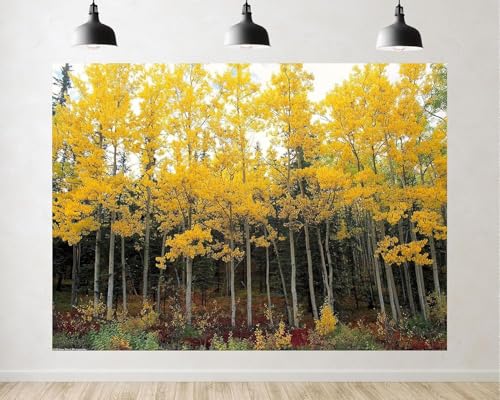 Trykid 5x3ft Golden Aspen Trees Backdrop Autumn Forest Red Underbrush Tall Slender Trunks Photography Background Fall Foliage Festival Party Decoration Photo Booth Prop Fabric
