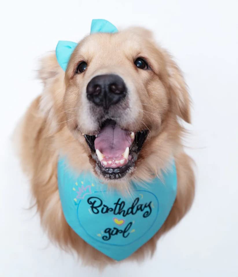 Dog-O-Bow Birthday Girl Scarf for Dogs (Large) (B0BTD3ZKD8) Amazon Price History, Amazon Price Tracker