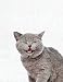 Produktbild Cute Animal Composition Book Funny Cat: 8.5 x 11'', 200 Wide Ruled Pages, Notebook for School Softcover Canvas Design: Large notebook journal for ... college (Peekaboo animal notebook, Band 15)