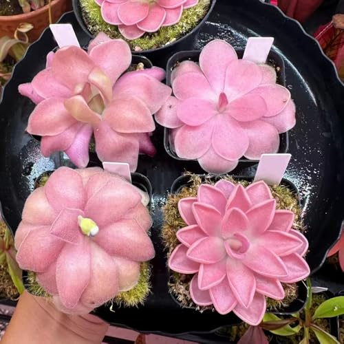 plantas carnívoras - semillas de mantecosa plantas en macetas - raras - suculentas resistentes de interior para los amantes la jardinería balcón con camas elevadas interior 100pcs