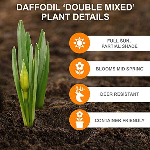 Garden State Bulb Double Mixed Daffodil Flower Bulbs, 14/16cm, Fall Planting (Bag of 50) - Thumbnail 4