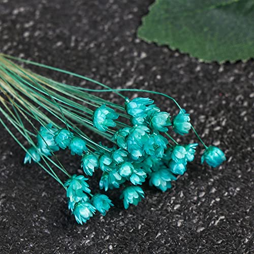 30 flores secas mini margarita para decoración miniatura 7