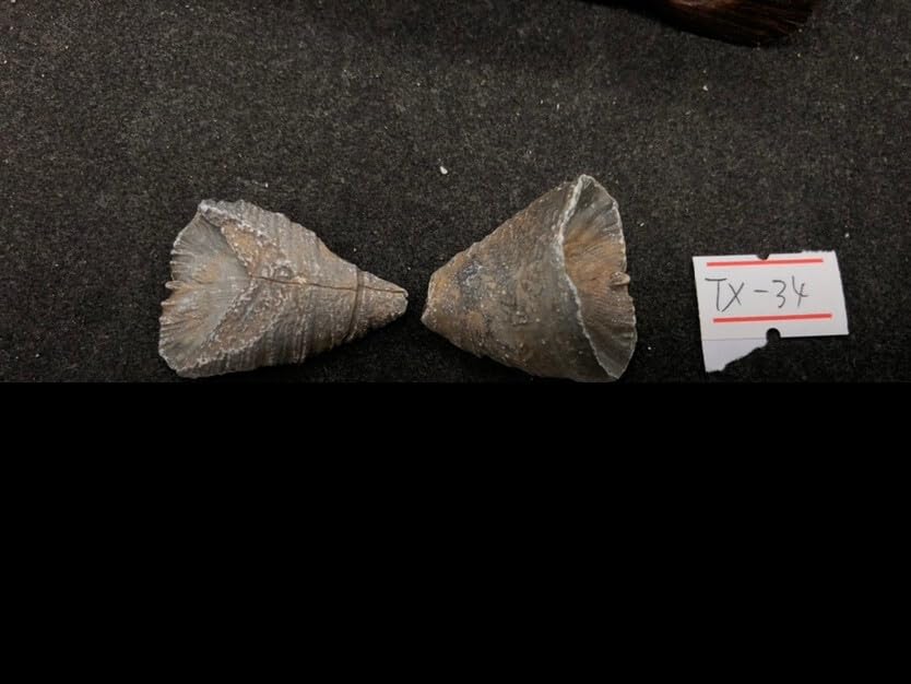 Rare Exquisite Morocco Coral Fossils from the Ice Age