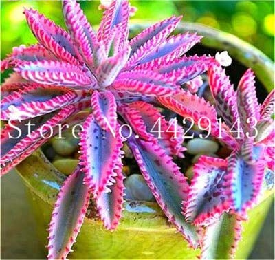 Semillas De Plantas De Bromelia Tillandsia Bulbosa Para Jardinería De Color Rosa Mixto Paquete De 100 Semillas