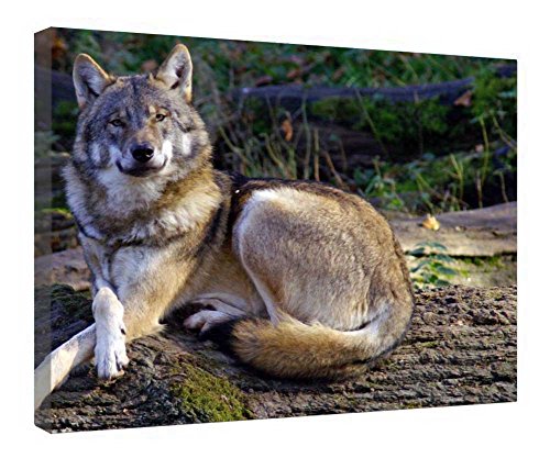 Décoration murale loup pour salon moderne avec cadre bois 40x50cm