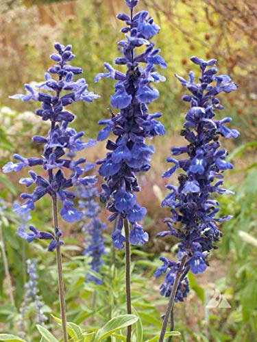 Blue Sage Seeds - Valuable Garden Salvia Flower Blue Sage Seeds - Valuable Garden Salvia Flower