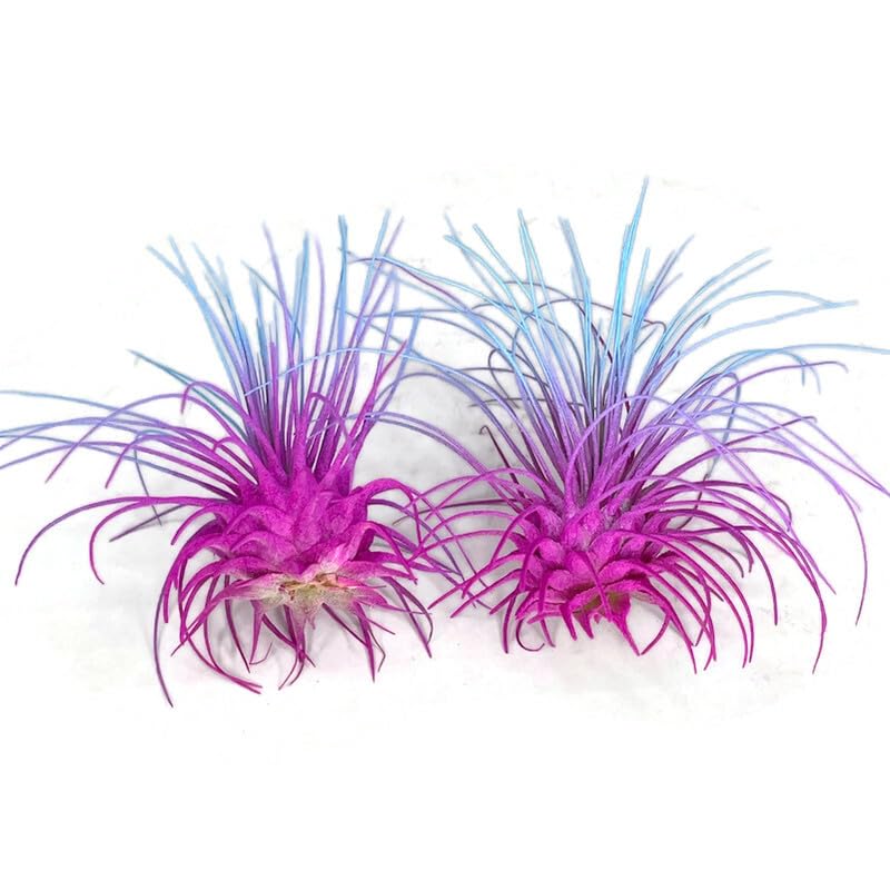 Image of Thin Air Plant, Guatemala Tillandsia Live Airplant, Healthy Arrival Guaranteed, Great Indoor Plant, Home Decor & Gift (2 Rainbow #2)