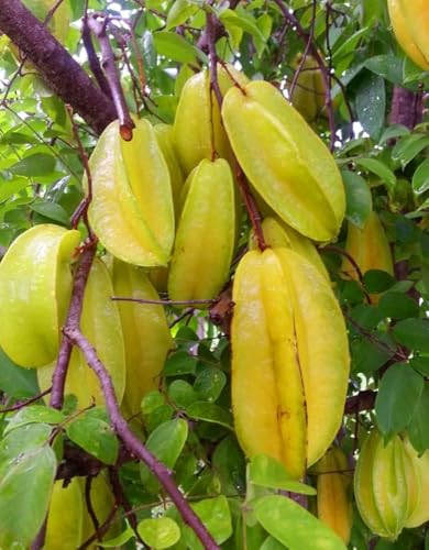 Image of All-Time 12 Months Hybrid GRAFTED Live Fruit Plant Original & Authentic Organic Tree for Outdoor Fast-Growing Fruit Plant Home Gardens Pack Of-1 (Ster Fruit Plant, Medium)