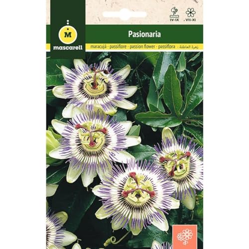 Mascarell Semillas, PASIONARIA TREPADORA, Semillas Flores Exterior para Decoración, 0,3 Gramos