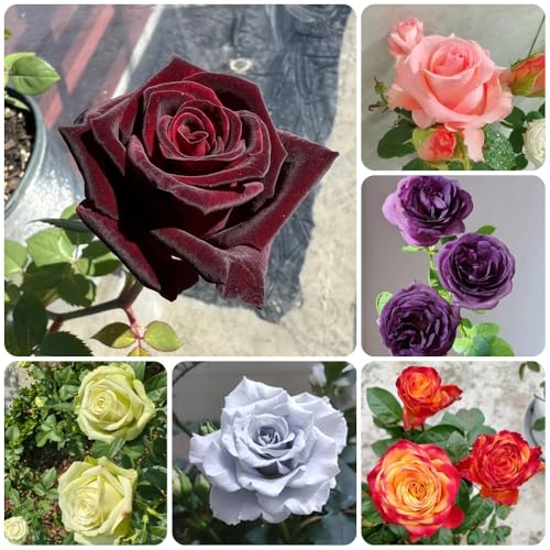 semillas de rosal, raras Semillas de rosa chinensis, decoración de sala de estar arbustos en resistentes de exterior resistentes de jardín perennes 300pcs