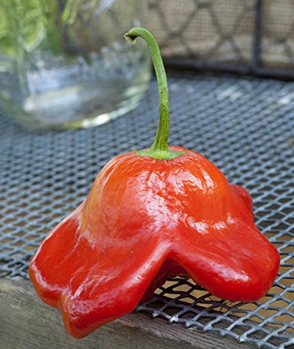 Bishop’s Crown Peri Peri Chile Heirloom Pepper Seeds