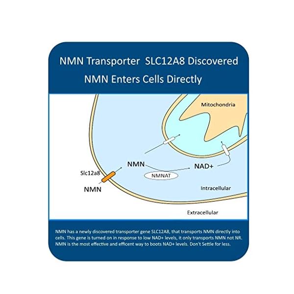 M MAAC10 1000mg Nutritional Supplement Capsule with NMN Nicotinamide Mononucleotide NAD+ Supplement, Stabilized Form…