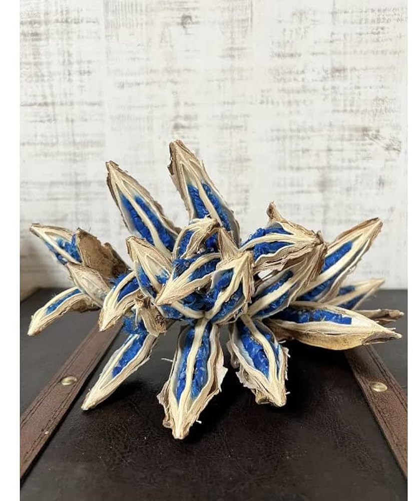 タビビトノキ 青い種 3 旅人の木 オオギバショウ 丸ごと 種子