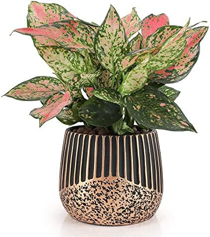 Faxinny 6.3 Inch Cement Planter,Concrete Indoor Plant Pot with Drainage Hole,Decorative Pot for All House Plants, Flowers, Snakes and Succulents, Gold/Black