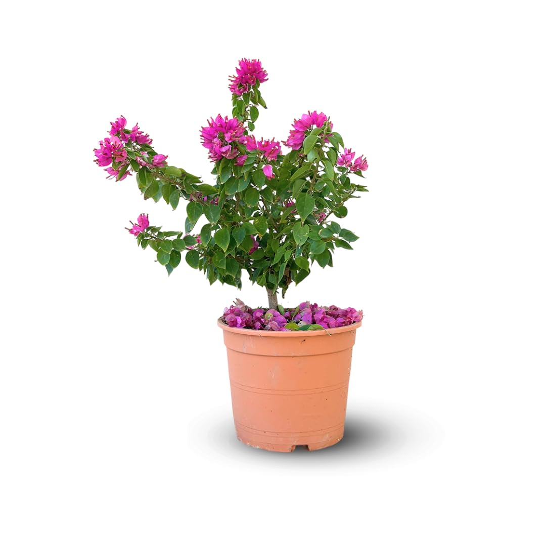 Attitude Jardin - Bougainvillier mini thaï - plante fleurie - 40-50 cm - ⌀ 19 cm - plante d'extérieur