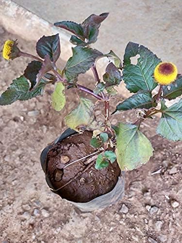 Toothache Plant Akarkara Paracress Brazil Cress Anacyclus Pyrethrum Pellitary Spilanthes acmella Living Plant(1 Healthy Live Plant On Poly bag)