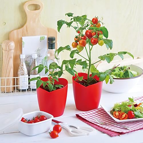 聖新陶芸 家庭菜園栽培キット ハートマト ミニ GD-1032