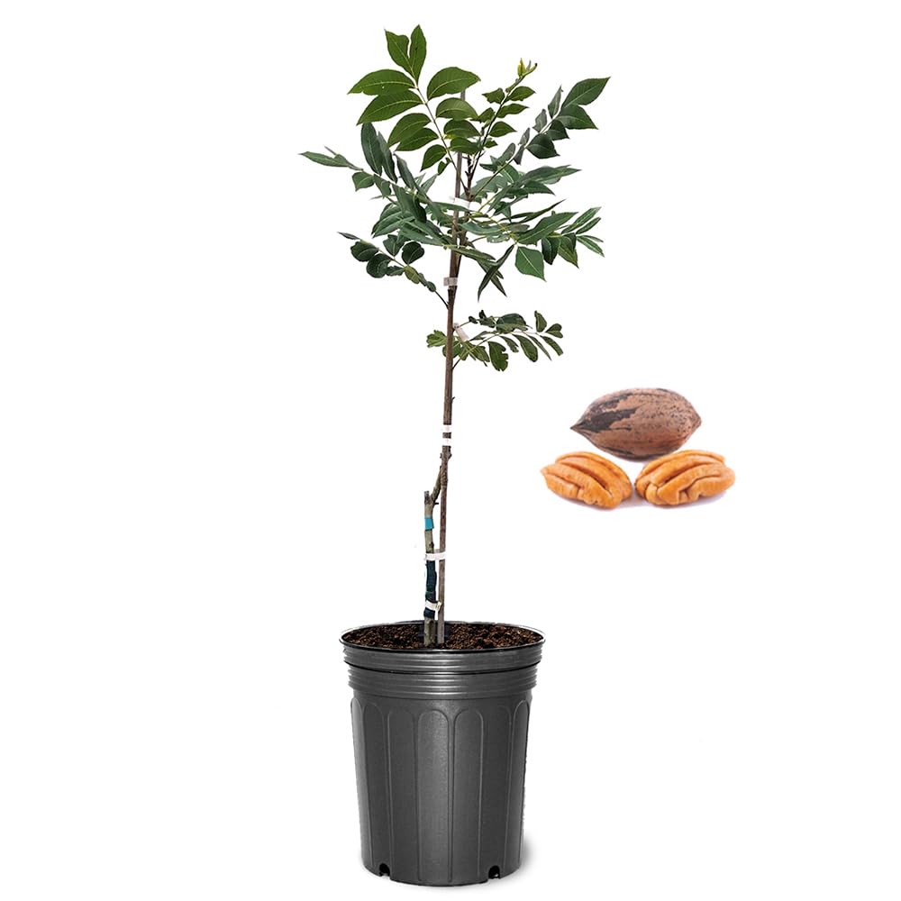Generic Pecan Tree Cape Fear