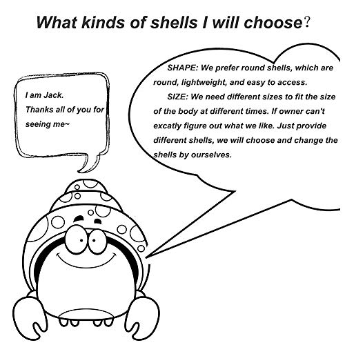 Petawi Hermit Crab Shells Large Medium XLarge Natural Growth Shells for Hermit Crab Variety Turbo Seashells Sea Conch No… - Image 6