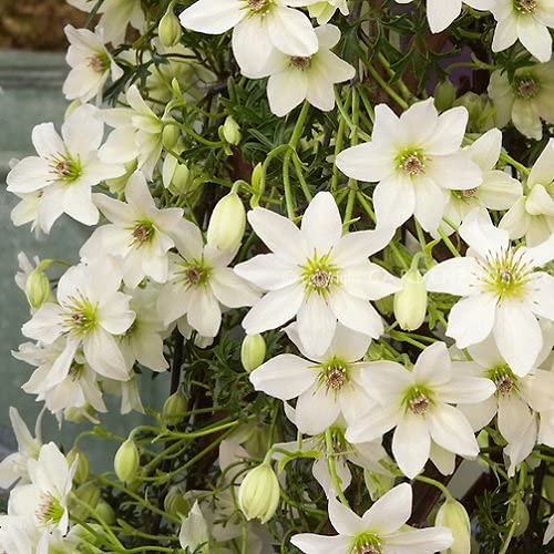 3 x Clematis Early Sensation - Weiß, Immergrün & Winterhart | Mehrjährig, Immergrün und Winterhart - Kletterpflanze | 3 Kaufen / 2 Zahlen | 3 x 1,5 Liter Topf