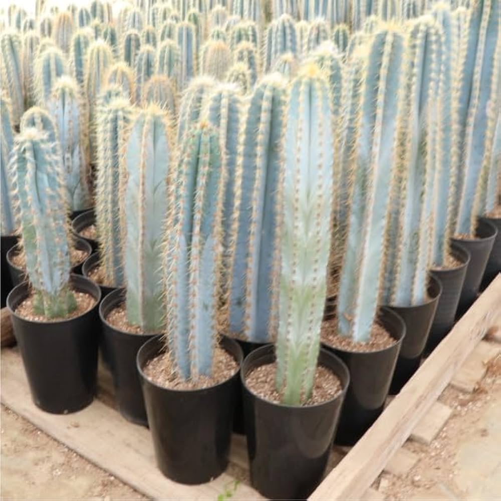 Amazon｜農場直送！柱サボテン アズレウス ショートタイプ（鉢下