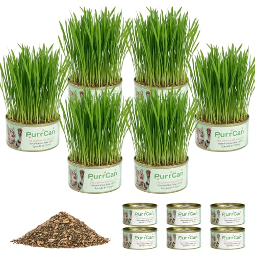 Cat Grass Growing Kit – 6 Cans, Non-GMO Organic Wheat