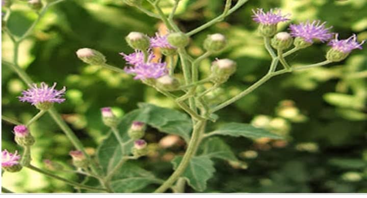 See full amazon price history chart for Sahdevi Plant/Vernonia Cinerea/Purple Feabane/Sehdevi plant - 2 Nos Sahdevi Plant/Vernonia Cinerea/Purple Feabane/Sehdevi plant - 2 Nos (B0BQVRCVYV) Amazon Price History, Amazon Price Tracker