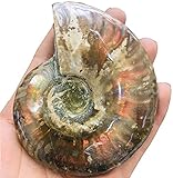 LiuliuBull 1 PC Natural Rainbow Color Fósiles de amonitas Espécimen Mineral Estatua de Caracol de Animales para Feiki Curación de la colección de minerales