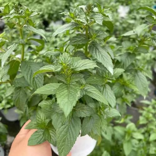 semillas de menta perenne resistente - semillas de hortalizas de invierno camas elevadas para jardín plantas verdes -Serie de plantas raras- semillas de plantas Plantas resistentes 25pcs
