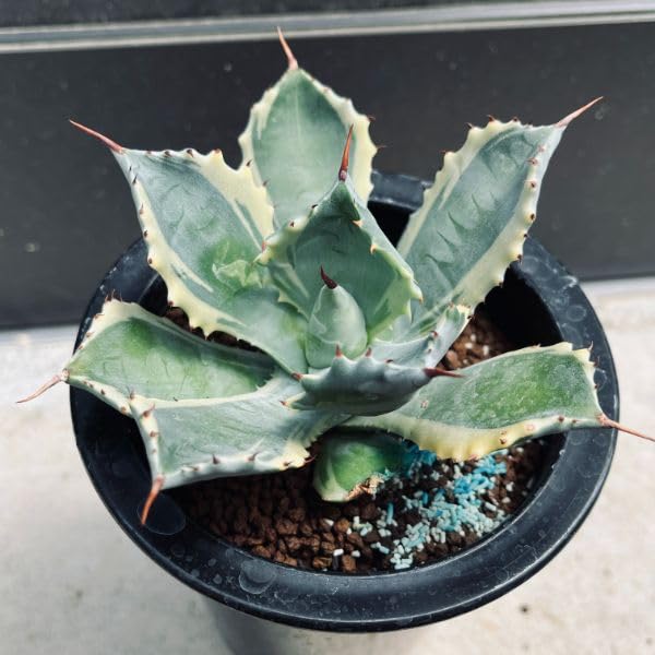 Amazon｜多肉植物：アガベ 雷帝錦 アトミックゴールド*幅11cm【現品  