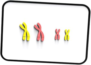 Generic Meiosis Chromosome Model Educational Tools for Student Learning Kit, Red Yellow