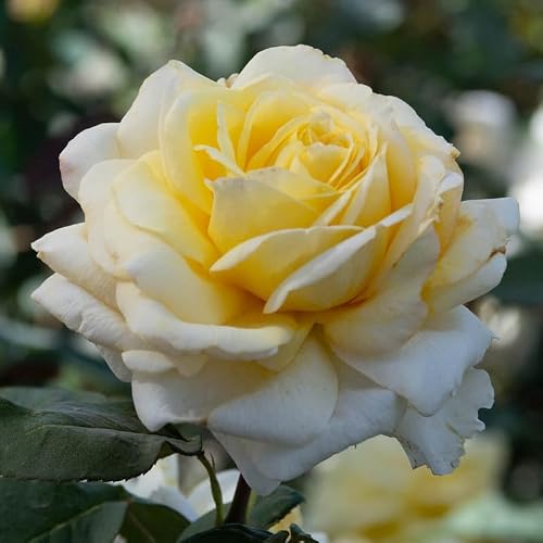 SPRING HILL NURSERIES - Chantilly Cream Hybrid Tea Rose Dormant Bare Root Plant (1-Pack) - Thumbnail 3