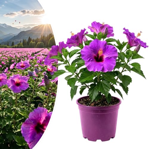 Purple Hibiscus Plant Live Hardy Hibiscus Live Plant for Outdoor Planting 4-6 Inch Tall Perennial Flower Plant