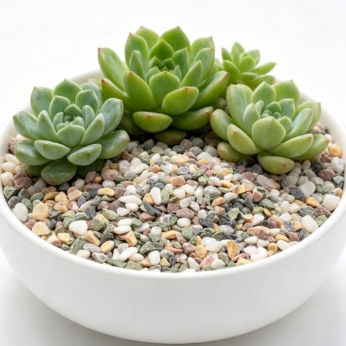 Image of 2lbs Natural Gravel Pebbles for Succulents and Cacti, 1 /5 Inch Decorative River Stones - Perfect for Vases, Aquariums, Terrariums, and Outdoor Gardening, Mixed Colors (Colorful, 2 Pounds)