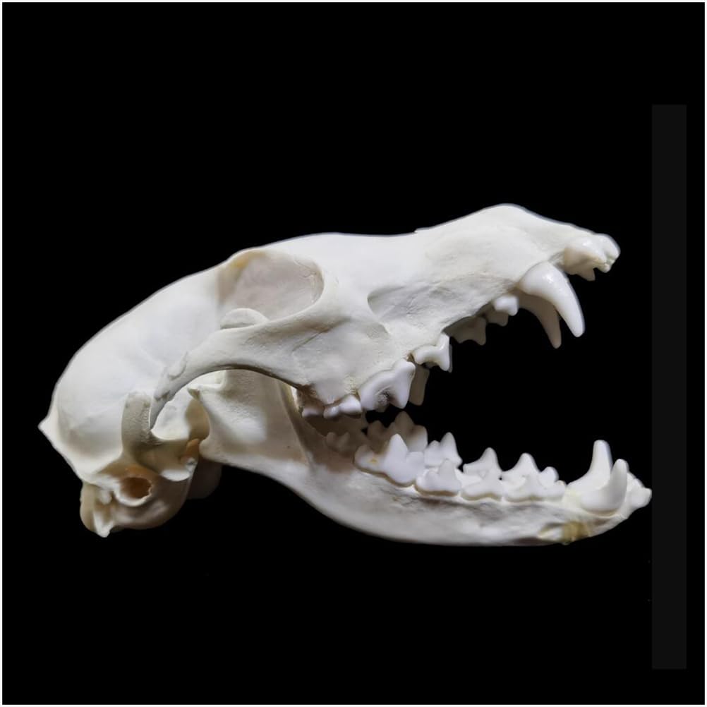 Echte Fuchs Schädel Replik - 1:1 Lebensgröße Tier Schädel Modell - Fuchs Tier Taxidermy Supplies Art Bone Modell - für Home Bar Dekorative 'Hallween Dekoration Requisiten