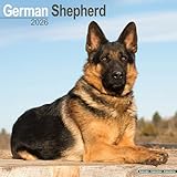 German Shepherd 2026 Calendar | Square Wall Calendar | Dog Breed Gift | Plastic Free Packaging | by Avonside Publishing