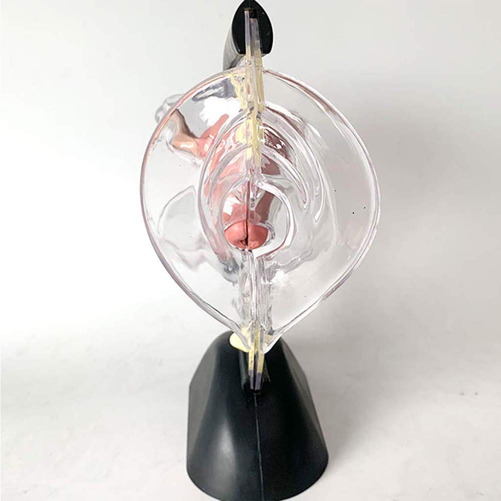 Modèle Transparent Utero Modèle pathologique Utérine Système de Reproduction médicale Modèle médical Matériel éducatif Anatomique